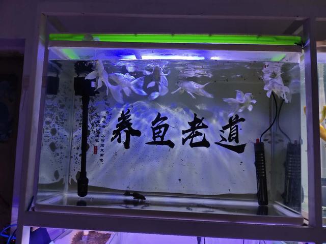 观赏喂食换鱼水可以后浇花吗_观赏鱼换水后可以喂食吗_观赏鱼换完水能喂食吗